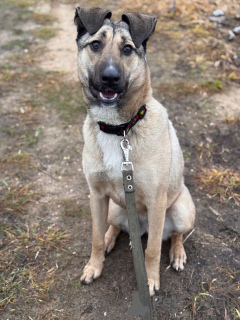 Фото №3. Ищем любящий дом для Бури..  Россия