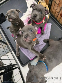 Фото №2 к объявлению №163161 о продаже стаффордширского бультерьера - купить в Франции частное объявление, заводчик