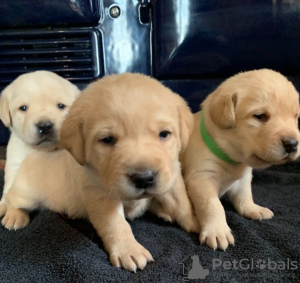 Дополнительные фото: Adorable Labrador Puppies - Kc Registered