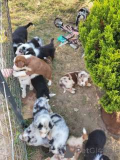 Фото №1. бордер-колли - купить в Варшаве за договорная. Объявление №163076