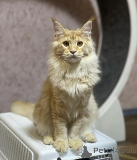 Фото №2 к объявлению №163185 о продаже мейн-кун - купить в Германии заводчик