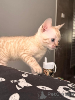 Фото №2 к объявлению №152765 о продаже бенгальская - купить в Швейцарии частное объявление