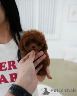 Фото №3. Наши щенки очень-очень маленькие и с прекрасным характером..  Финляндия