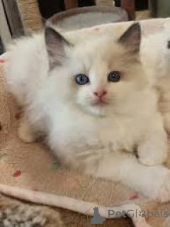 Фото №3. Котята Schattige Ragdoll zoeken een nieuw thuis.. Бельгия