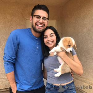 Фото №3. Главная Выращенные щенки корги Щенки на усыновление.  Италия