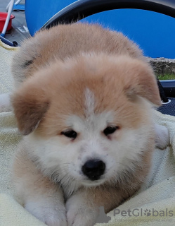 Фото №2 к объявлению №68220 о продаже акита-ину - купить в Сербии заводчик