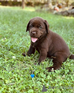 Фото №3. Лабрадор ретривер Уэлпен Зур усыновление.  Германия