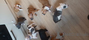 Фото №2 к объявлению №143405 о продаже американского стаффордширского терьера - купить в Нидерландах заводчик