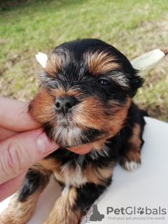 Фото №3. Щенки доступны к резервированию.  Эстония