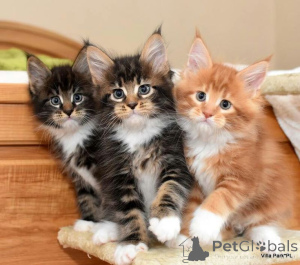 Фото №1. норвежская лесная - купить в Айзлинген за 32468₽. Объявление №157351