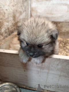 Фото №3. Щенки померанского шпица.  Сербия