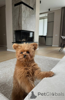 Фото №2 к объявлению №157433 о продаже пуделя (той) - купить в Великобритании частное объявление