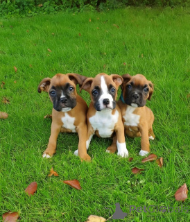 Фото №1. немецкий боксёр - купить в Гамбург за 27830₽. Объявление №154995