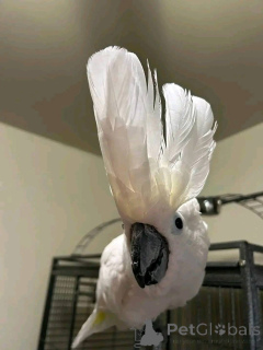 Фото №2 к объявлению №167052 о продаже  - купить в Австрии 