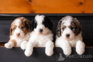 Фото №3. F1 Bernadoodles готова сейчас.  Австрия