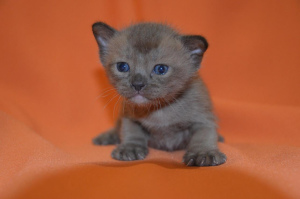 Фото №3. Бурманские котята из питомника. Россия