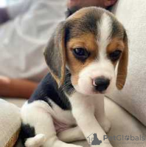 Фото №3. Healthy Beagle puppies for free adoption.  Германия