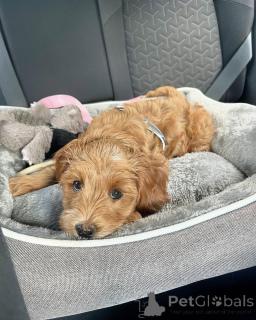 Фото №1. лабрадудль - купить в Дамюльс за договорная. Объявление №156421