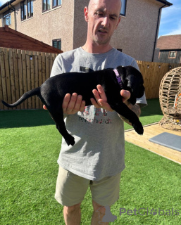 Фото №4. Продажа кане-корсо в Wiener Neustadt заводчик - цена 27737₽