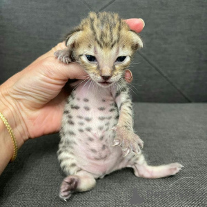 Фото №4. Продам бенгальскую в Ньюкасл заводчик - цена 53921₽