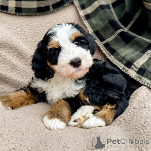 Фото №2 к объявлению №160073 о продаже лабрадудля - купить в Ирландии частное объявление