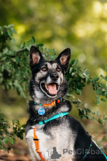 Фото №2 к объявлению №137390 о продаже  - купить в России 