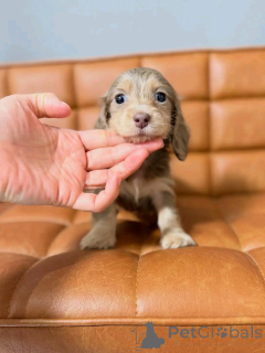 Фото №2 к объявлению №164548 о продаже таксу - купить в Финляндии частное объявление, из приюта