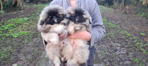 Фото №1. пекинес - купить в Friggesby за договорная. Объявление №162487