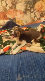 Фото №4. Продажа беспородную в Москве реке частное объявление - цена Бесплатно