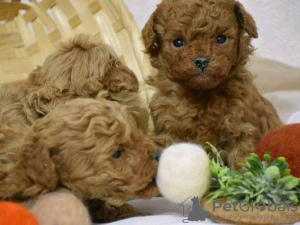 Фото №3. Toilet trained vet Checked poodle toy.  Португалия