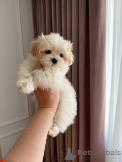 Фото №1. мальтипу - купить в Александрия за договорная. Объявление №167217