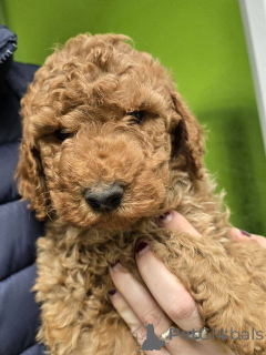 Фото №2 к объявлению №138675 о продаже пуделя (королевского) - купить в Сербии 