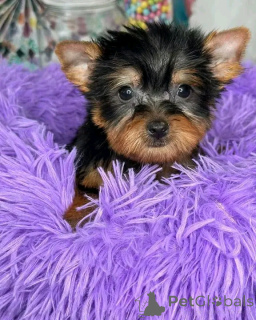 Фото №2 к объявлению №139118 о продаже  - купить в США заводчик