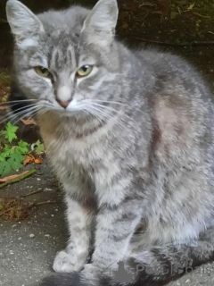 Фото №2 к объявлению №149171 о продаже  - купить в России частное объявление