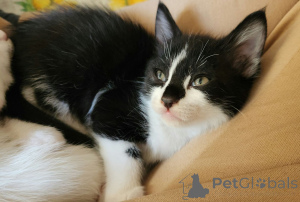 Фото №3. Котята в Вене, Австрия. Австрия