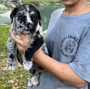 Фото №1. американский мастиф - купить в Прекрасный торт за договорная. Объявление №161248