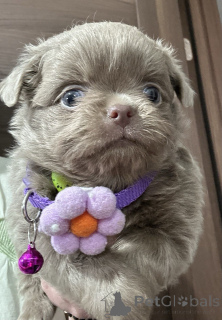 Фото №4. Продажа чихуахуа в Сивац  - цена договорная