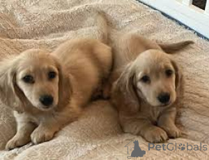 Фото №3. Куччиоли ди Бассотто в вендите.  Италия