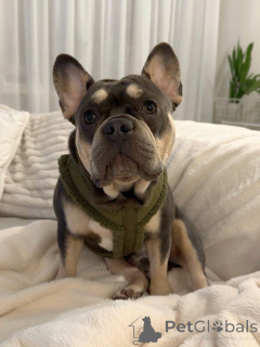 Фото №1. французский бульдог - купить в Бердорф за договорная. Объявление №157835