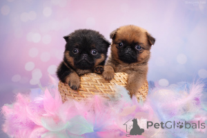 Фото №1. пти-брабансон - купить в Москве реке за 50000₽. Объявление №161854