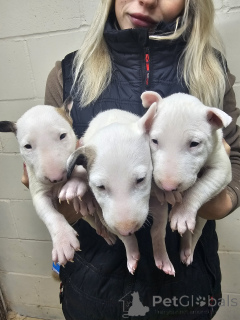 Фото №1. бультерьер - купить в Бернкастел-Кюс за договорная. Объявление №162236