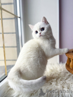 Фото №1. шотландская вислоухая (скоттиш фолд) - купить в Мюнхене за договорная. Объявление №165014