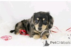 Фото №1. такса - купить в Берлине за 51022₽. Объявление №165378