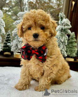 Фото №3. Потрясающий щенок доступен для продажи.  Великобритания