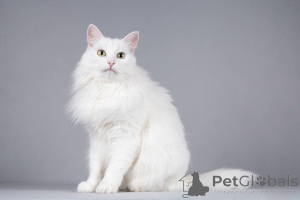 Фото №3. Котик Тимоша ищет доброе сердце.. Россия