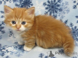 Фото №1. манчкин - купить в Брюсселе за 22467₽. Объявление №155587