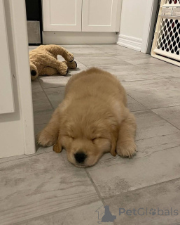 Фото №1. золотистый ретривер - купить в LeeUwarden за договорная. Объявление №165209