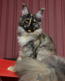 Фото №3. Лунные глаза, молчаливая грация Луны превращают каждую ночь в волшебство.. Норвегия