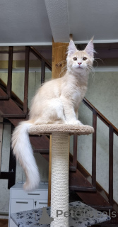 Фото №3. Мэн Кун Котят. Австралия