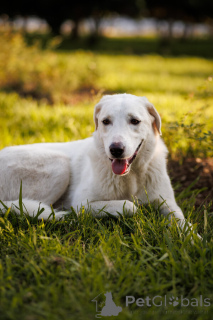 Фото №1. беспородная - купить в Москве реке за Бесплатно. Объявление №161456
